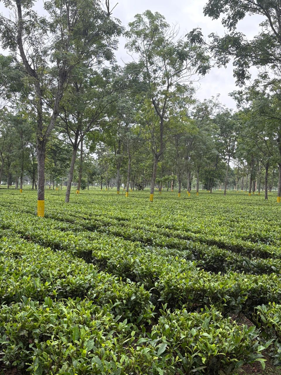 Tea garden 1